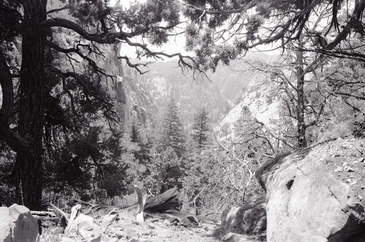 BW photo of the 1937 grazing study 35MM.