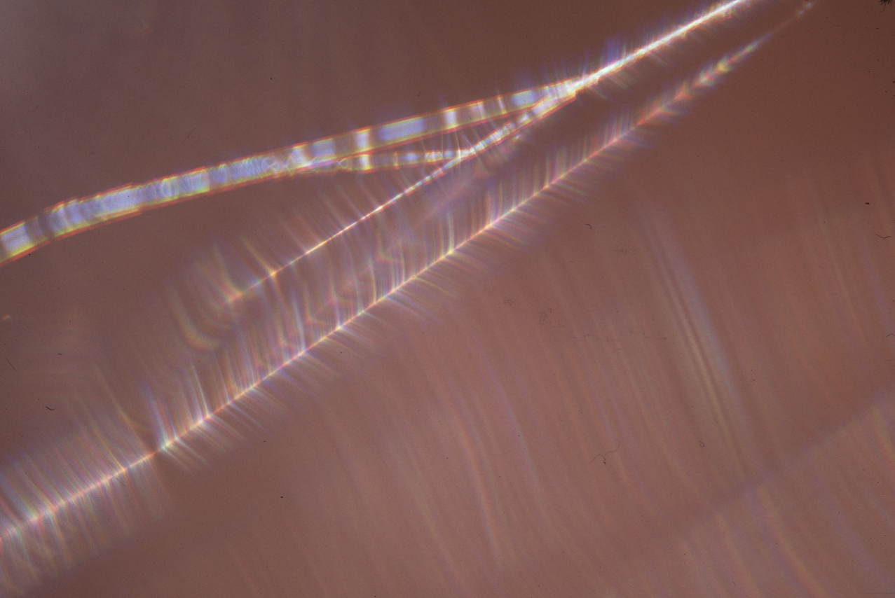 Spectral light on spider web