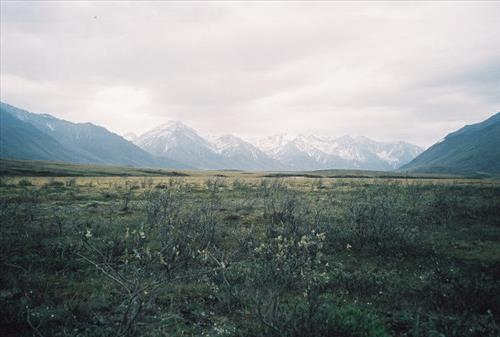 4 Gates of the Arctic National Park and Preserve Itkillik Bird Survey June 2006
