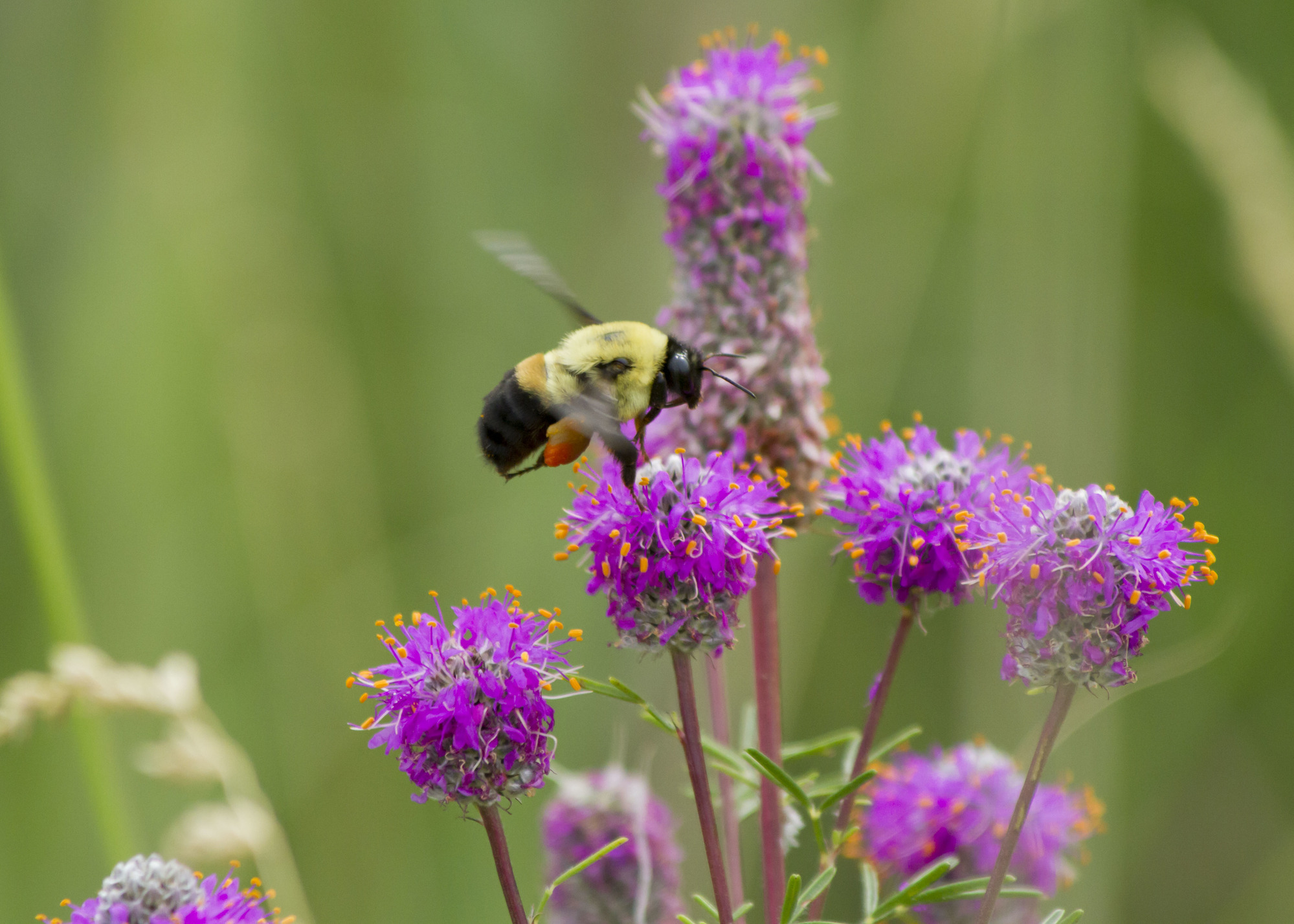 A bumblebee laden with pollen feeds on a purple clover flower.