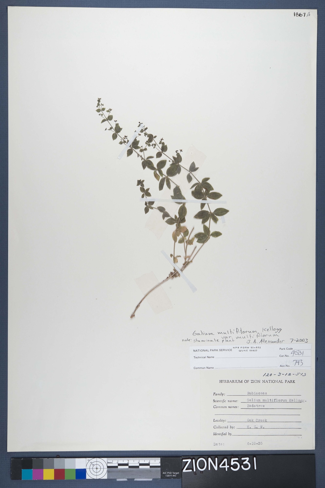 Herbarium Specimen Sheet 4531