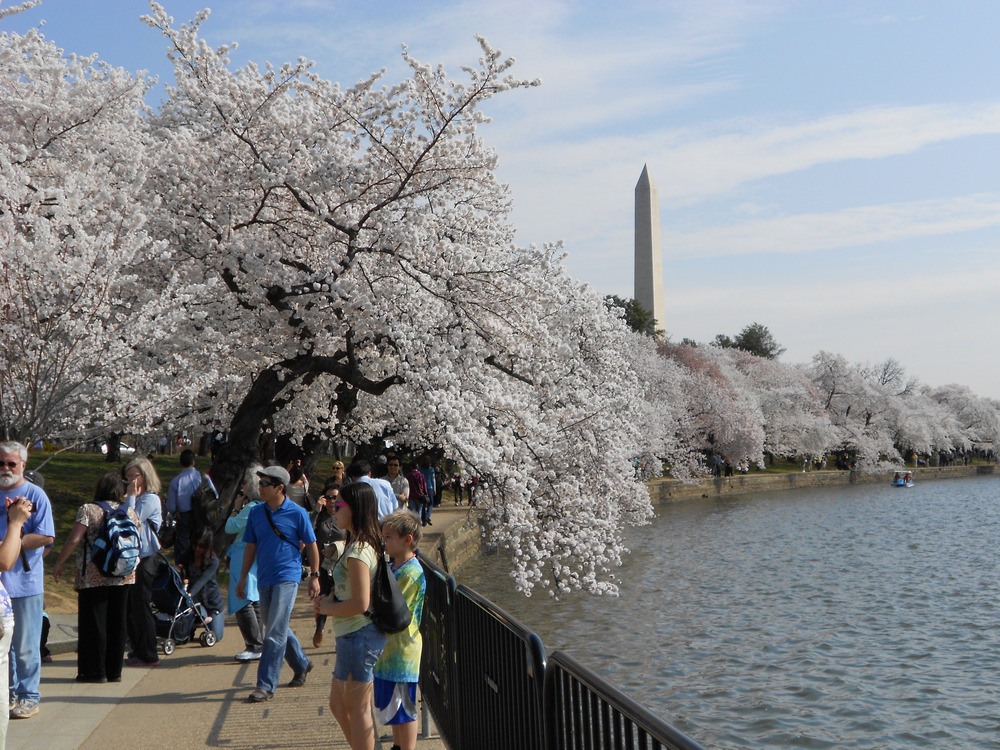 For over 100 years, the cherry blossoms in the National Mall and Memorial Parks have attracted people from around the world. The first trees were given as a gift from the people of Tokyo, Japan to the people of Washington, D.C. in 1912.