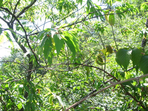 GRSM Accuracy Assessment. Plot Code: GRSM_AA_0343_5