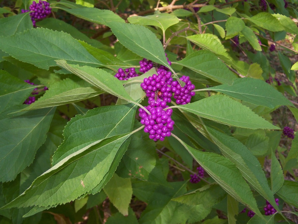 American beautyberry along the Thomas Hariot Trail