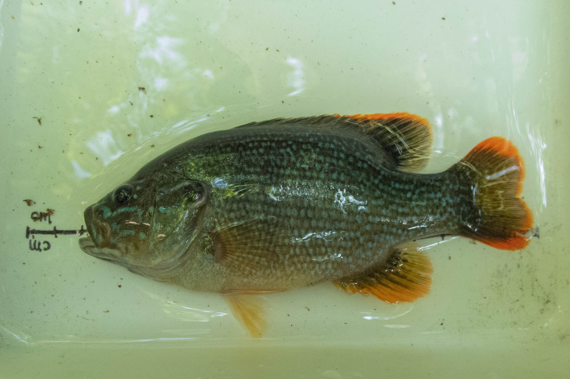 Lepomis cyanellus (green sunfish) - full body, adult, male