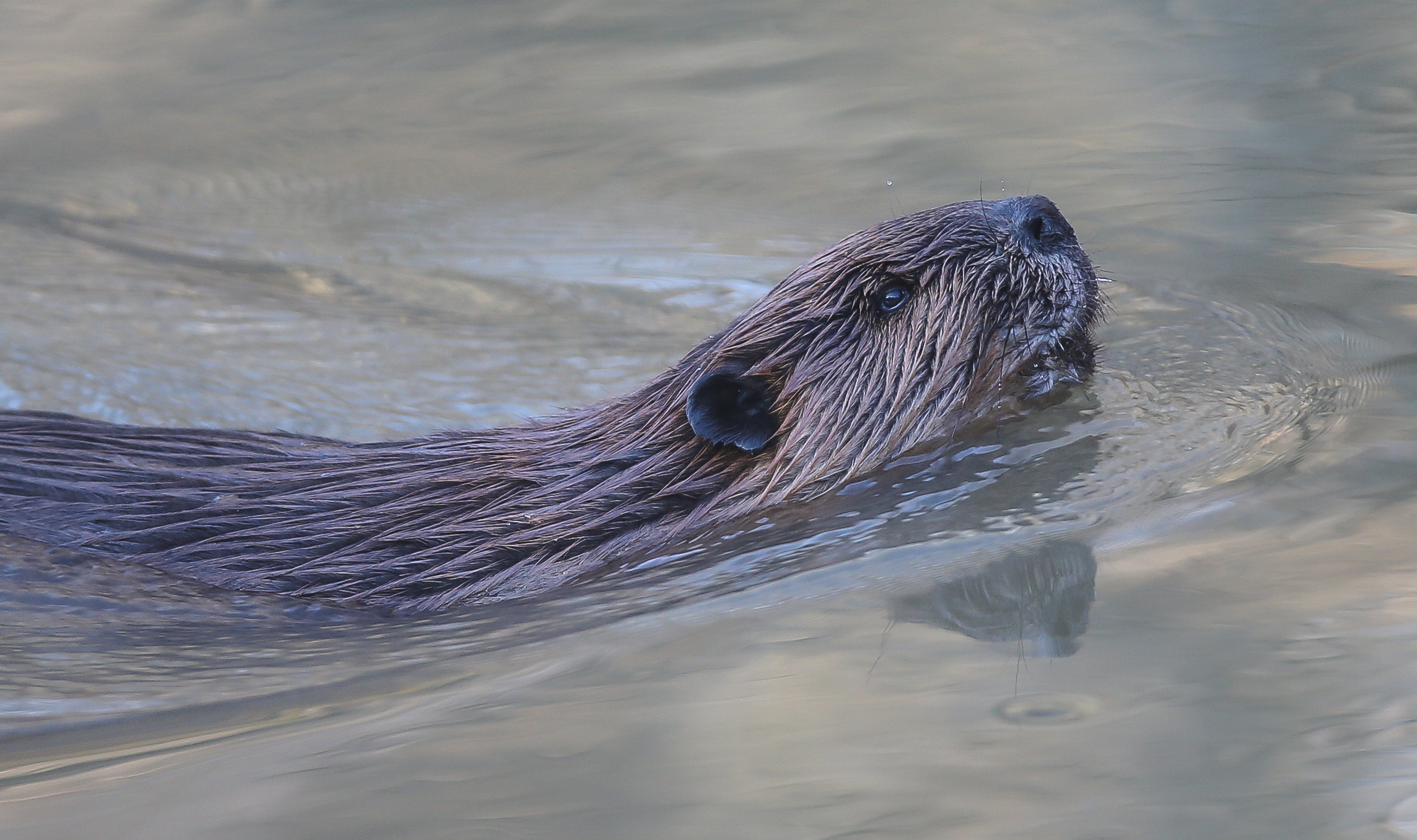 The front half of the beaver makes a V-shaped ripple pattern in the water.
