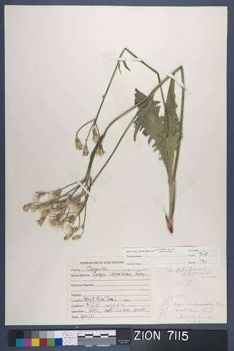 Herbarium Specimen Sheet 7115