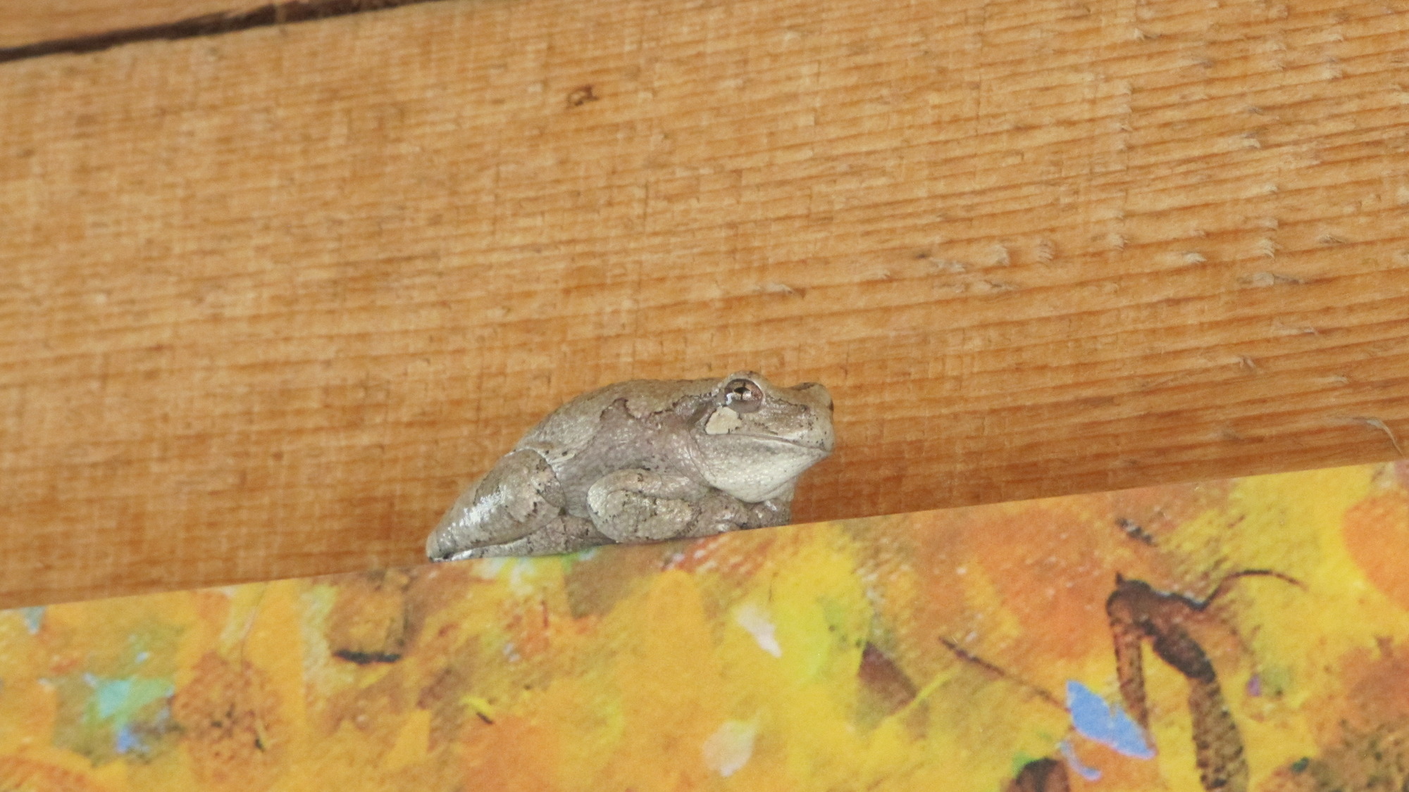 A mottled gray frog perches on a ledge with wood background.