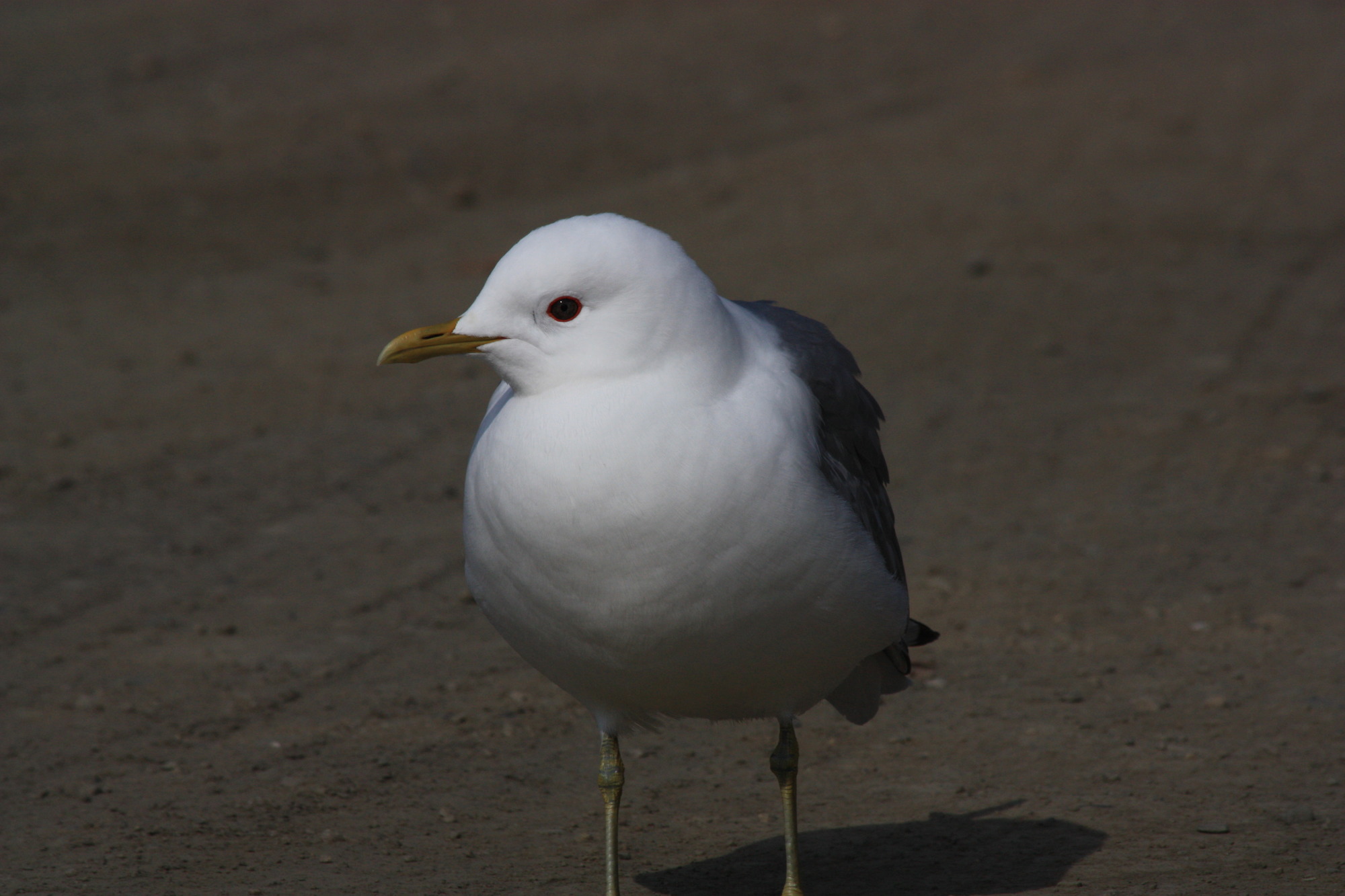 a white and gray bird 