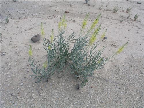Stanleya pinnata. Big Bend National Park, Agua Fria Road. April 2005