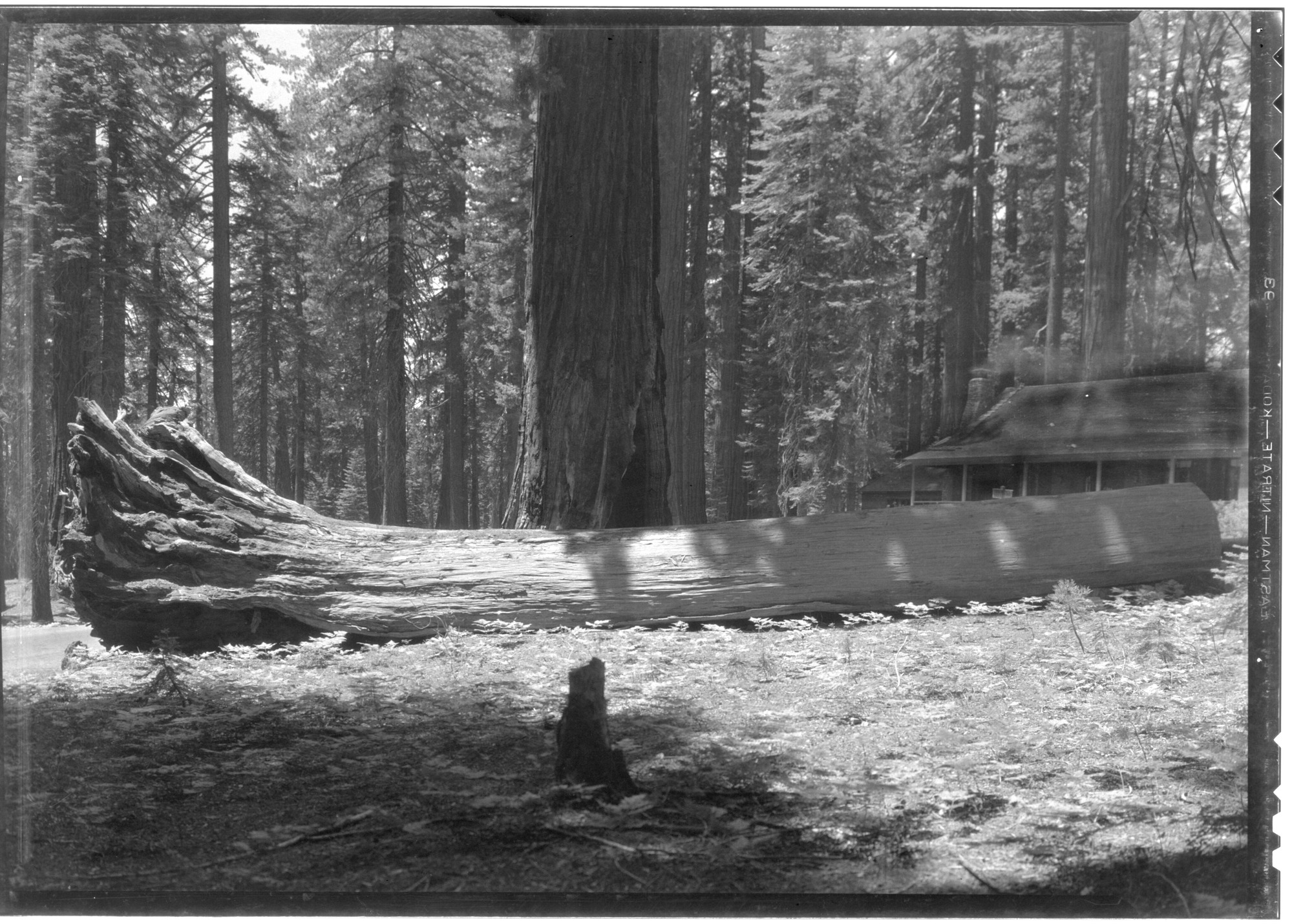 Elephant's Foot in Mariposa Grove