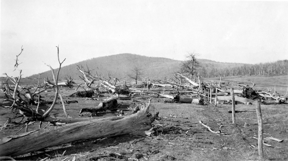 Historic b&W photo chestnut trees, all dead, some on ground, some still standing with mountain peak in background