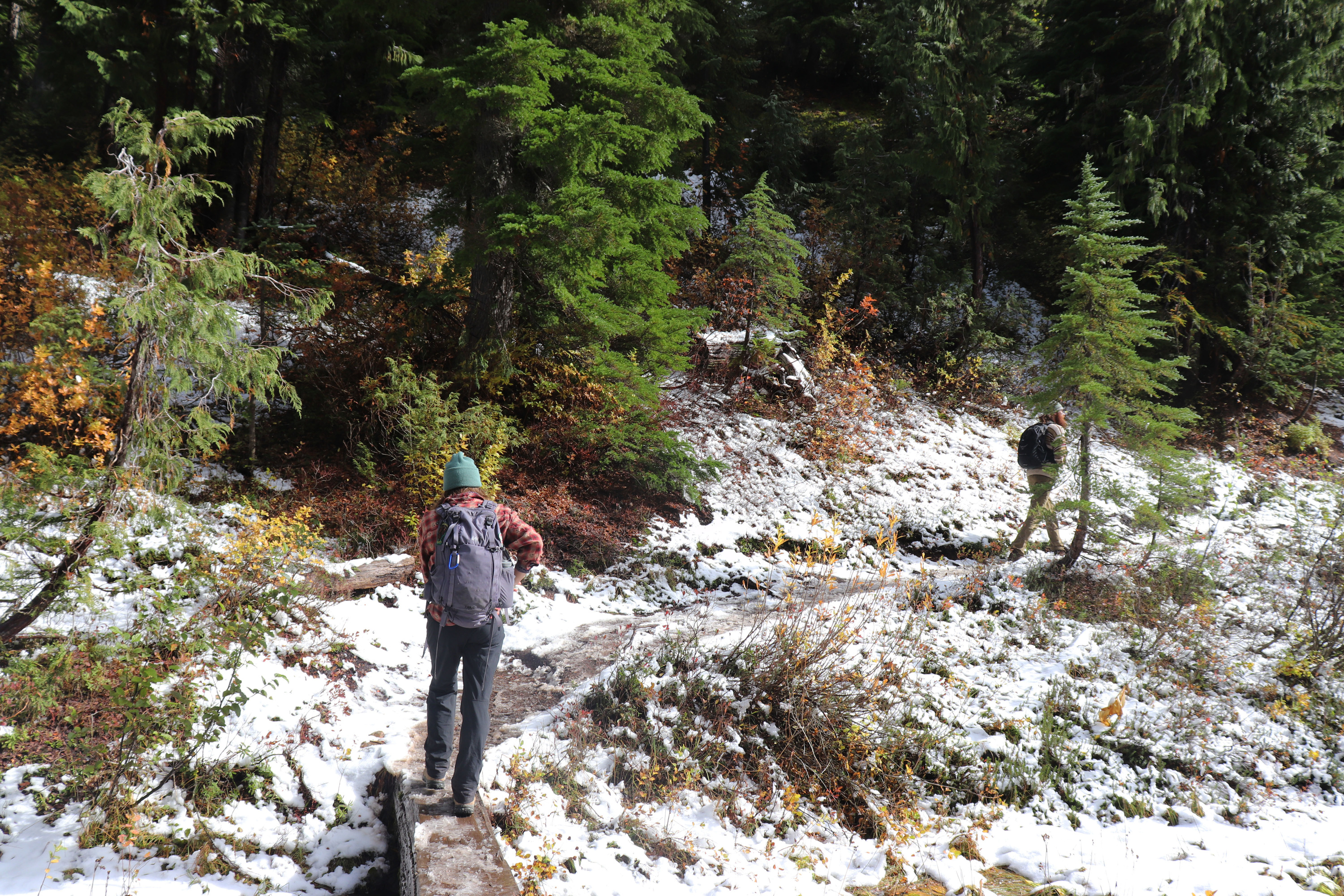 Two hikers walk along a trail that leads through snow-covered plants.  