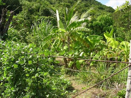 Annaberg Sugar Mill Ruins at Virgin Islands National Park in December 2007