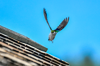 A violet-green swallow coming in for a landing on the Hornbek Homestead
