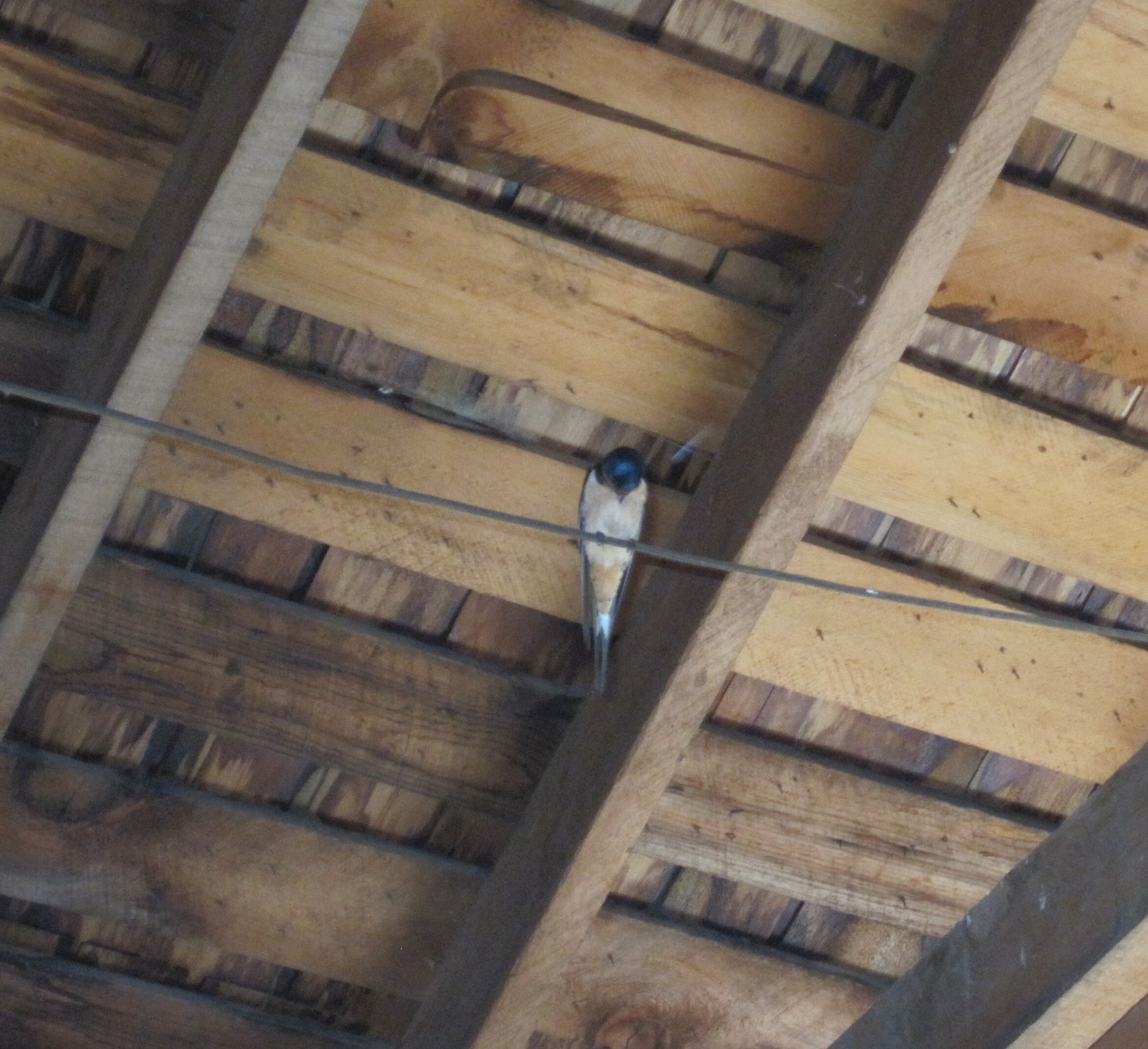 A blue headed white bellied swallow perches on a wire inside a barn