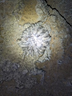 Close up photo of gypsum flower formation