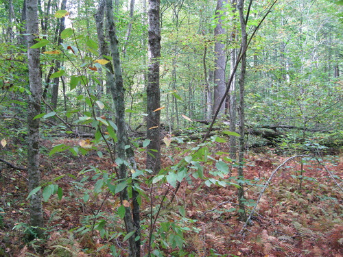 GRSM Accuracy Assessment. Plot Code: GRSM_AA_0286_5