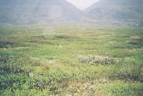 1 Gates of the Arctic National Park and Preserve Itkillik Birds June 2006
