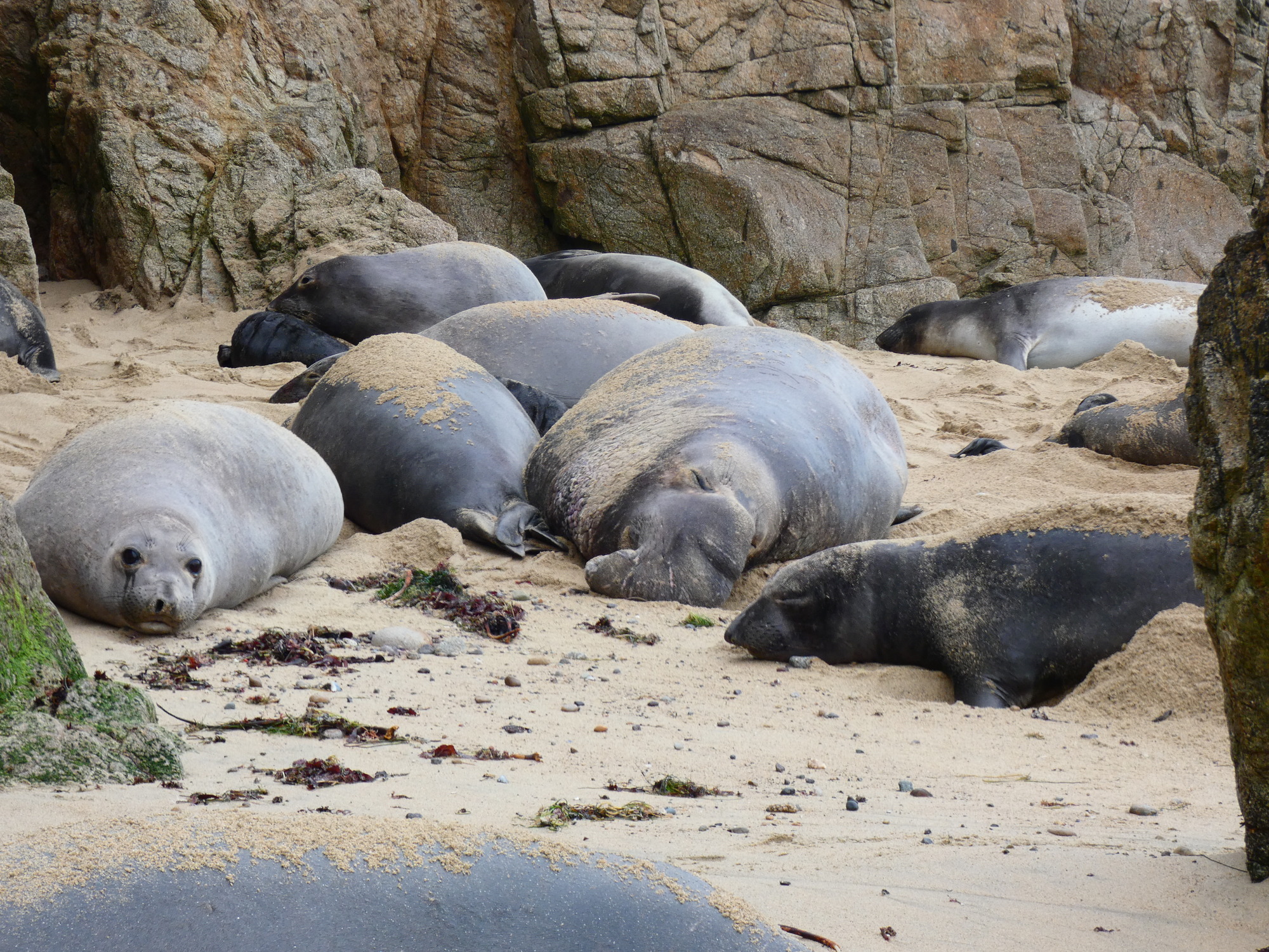 A large male seal lies in a sandy cove surrounded by pregnant females.