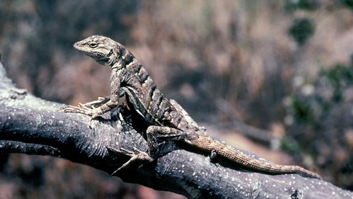 Lizard head to tail from side perched on tree branch