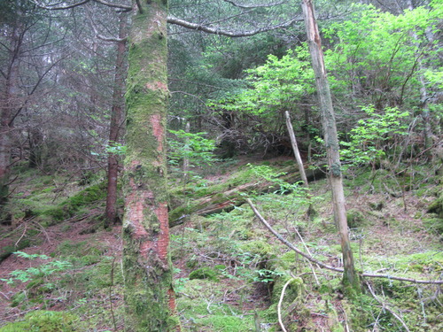 GRSM Accuracy Assessment. Plot Code: GRSM_AA_0592_2