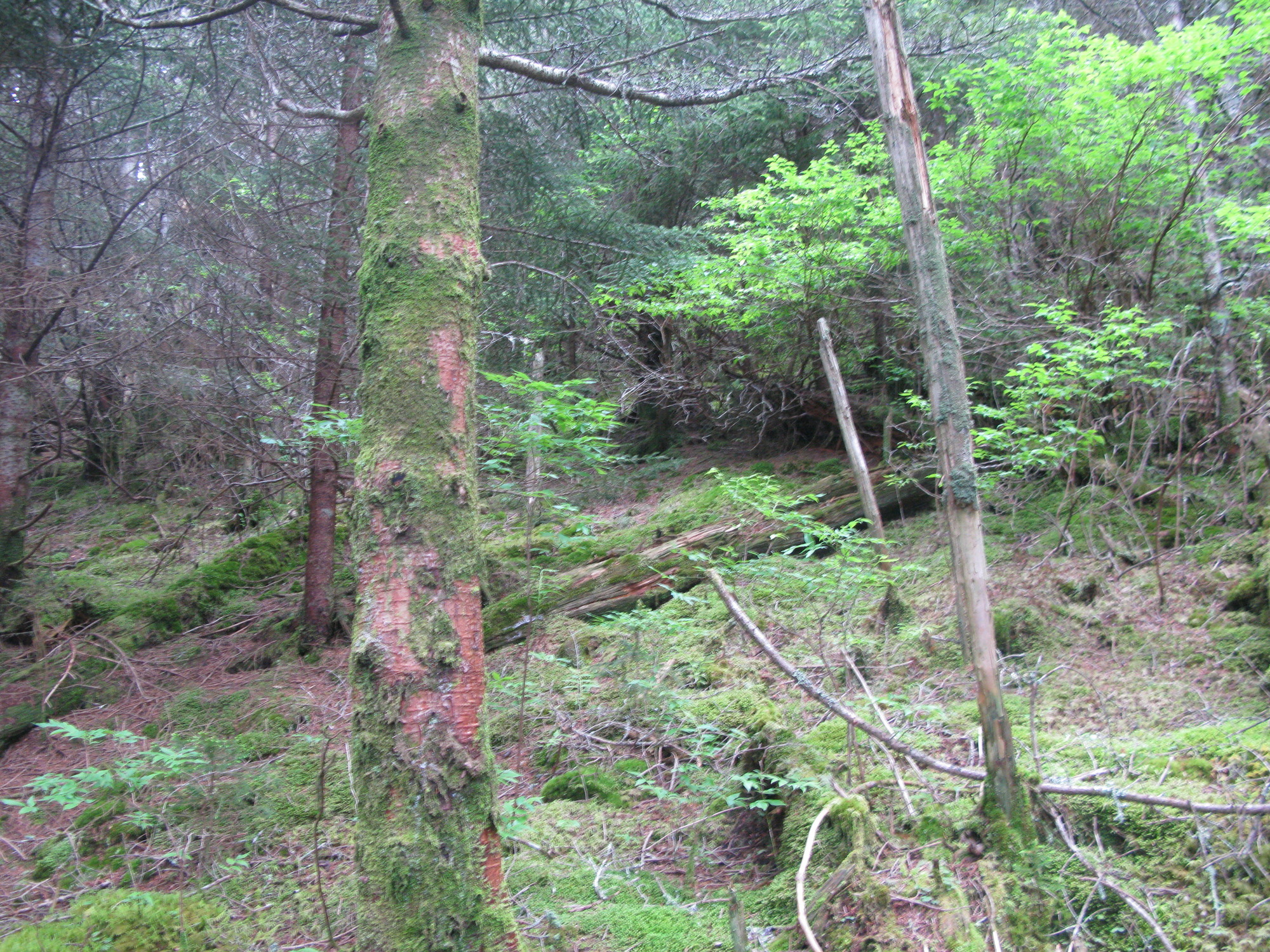 GRSM Accuracy Assessment. Plot Code: GRSM_AA_0592_2