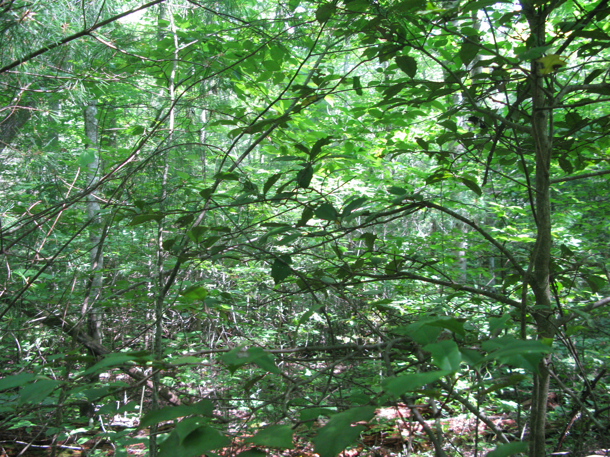 GRSM Accuracy Assessment. Plot Code: GRSM_AA_0165_2