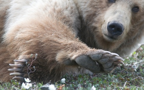 Grizzly Bear