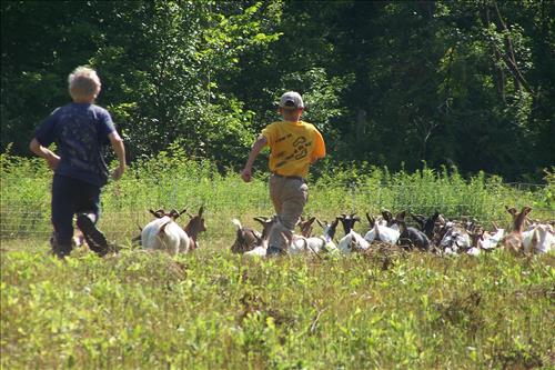 Junior Ranger, Goats and Gobblers, Children With Goats