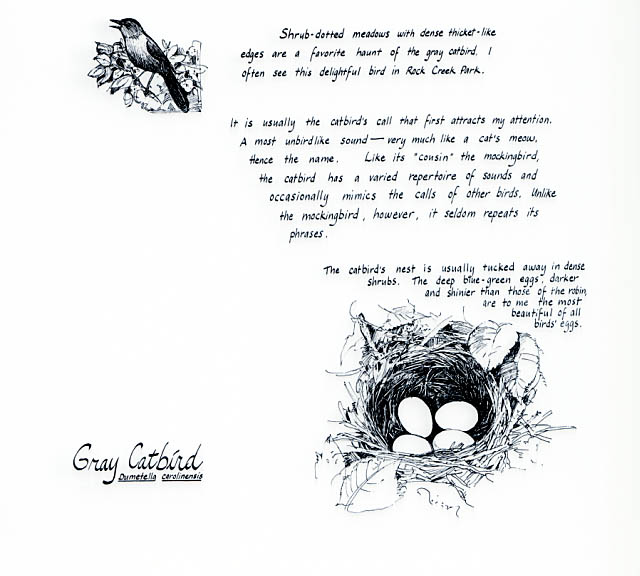 Grass bald section. Gray catbird notebook page.