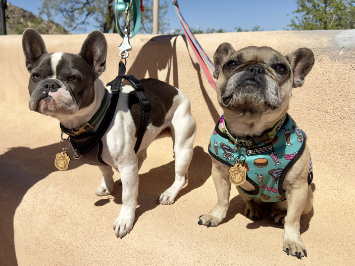 Two small dogs wearing harnesses and wood badges.