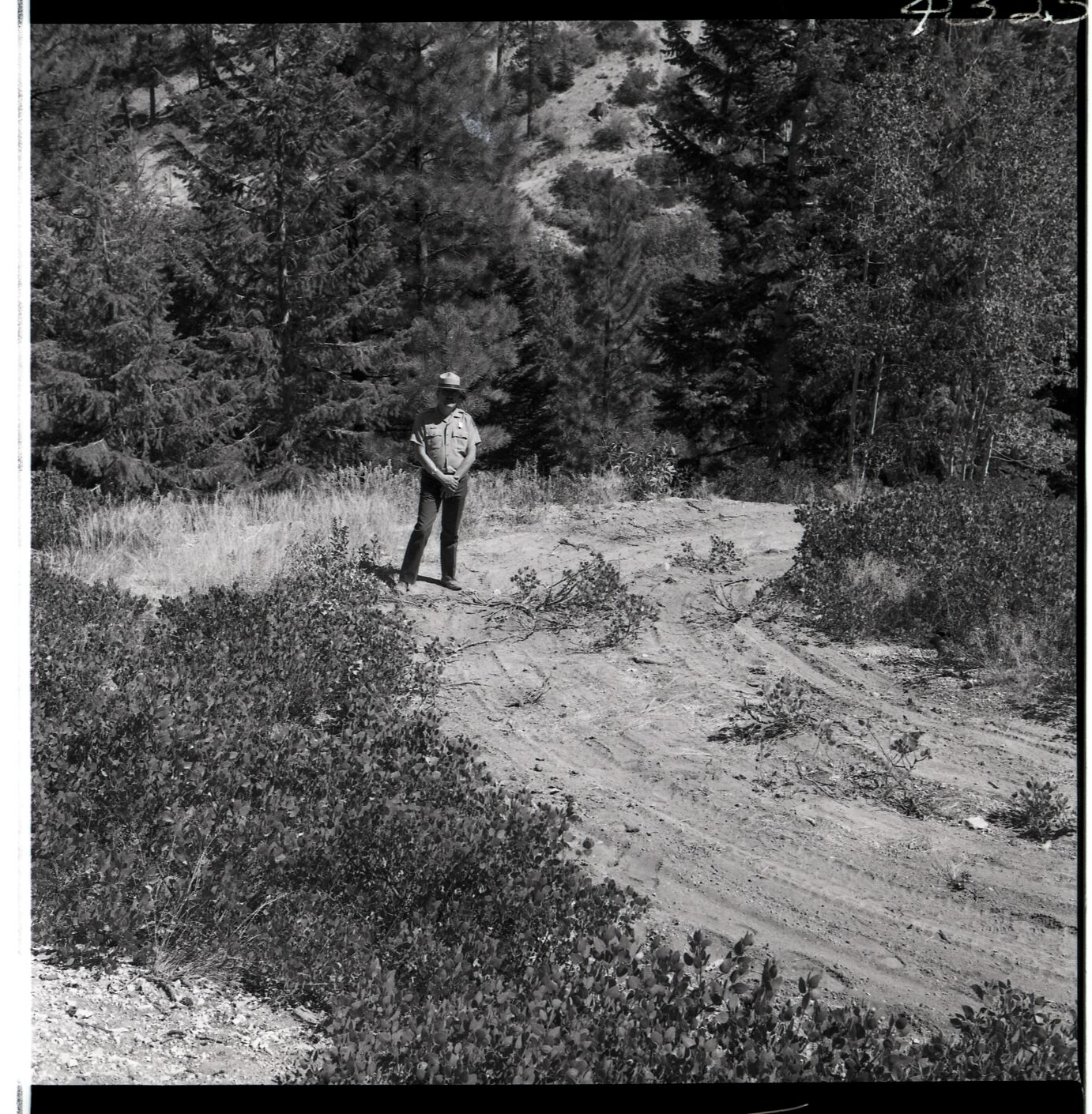 Ranger Nick Nicholson standing on the illegal dirt road from Potato Hollow to Kolob Creek, bulldozer graded road section on park land.