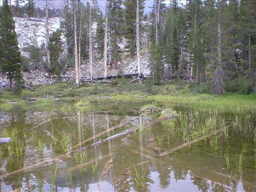 Fen west of John Muir Trail, Baxter Meadow, Sequoia and Kings Canyon National Park