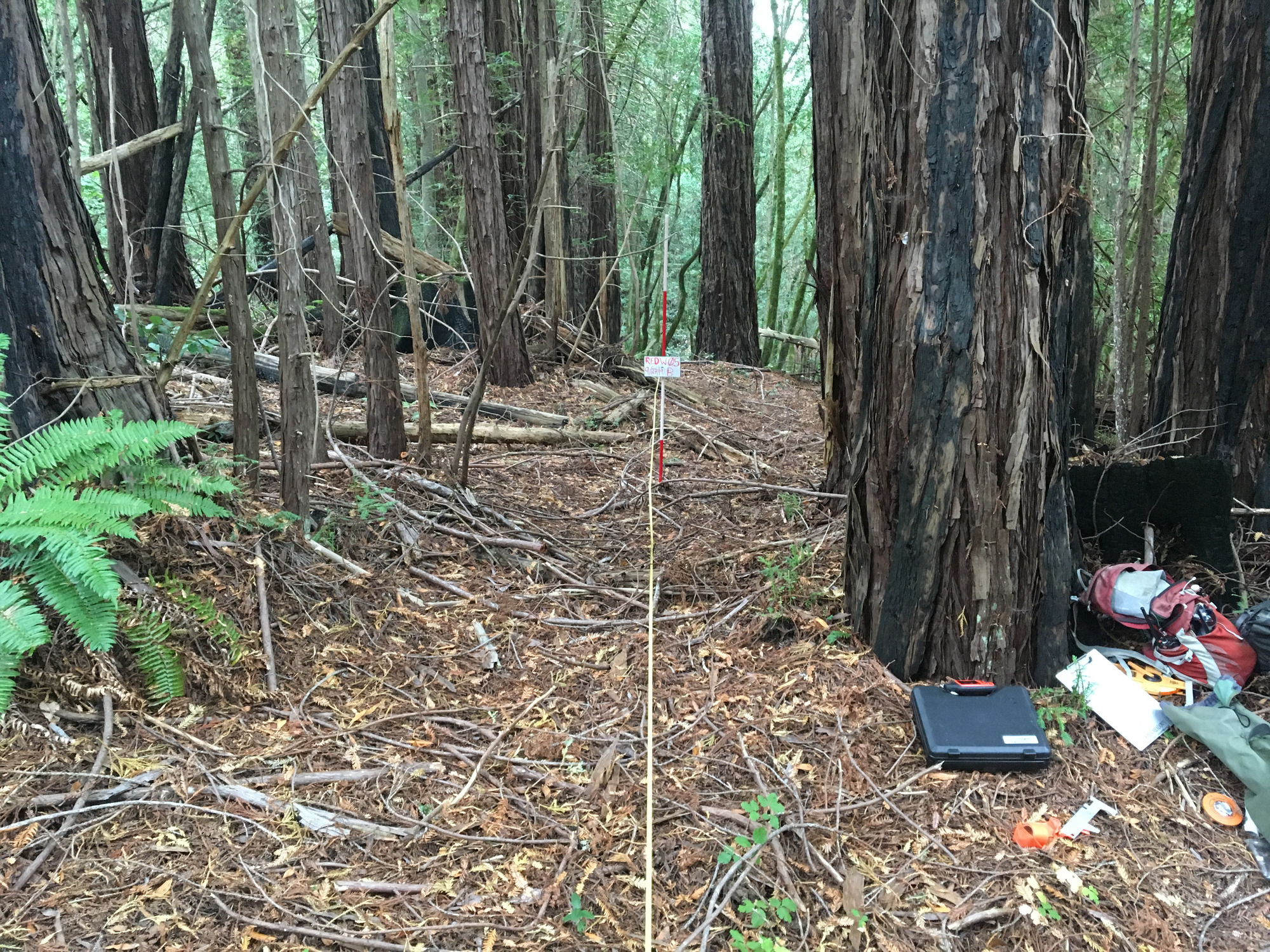 Eye-level view from the center point of a plant community monitoring plot