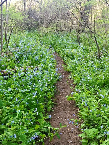 Bluebell flowers blanket the forest floor along a dirt trail