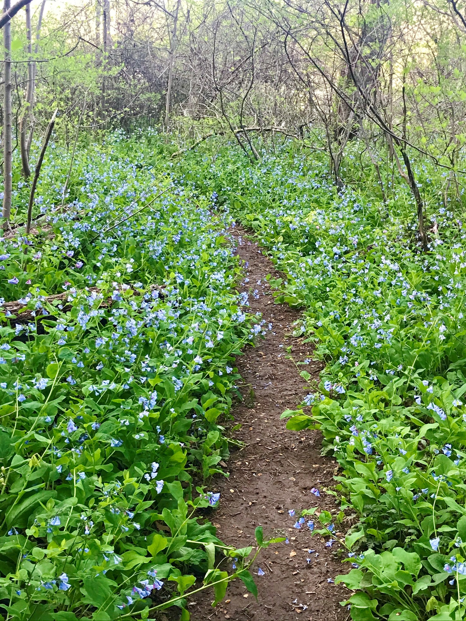 Bluebell flowers blanket the forest floor along a dirt trail
