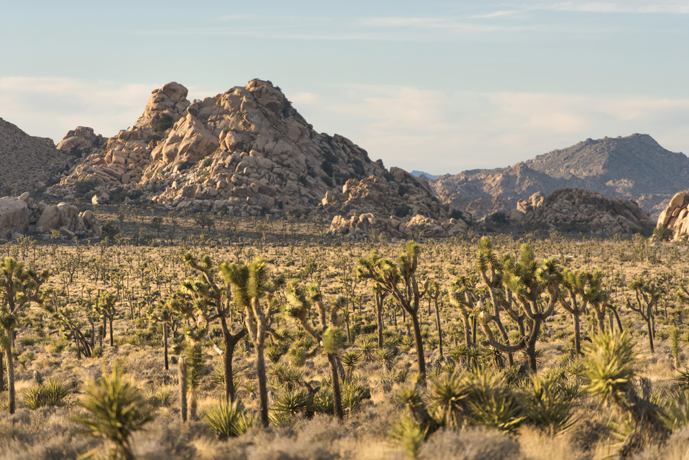 Joshua trees grow on a flat plain, with boulder outcrops and mountains in the distance