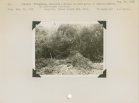 hfca_1607_iva_013_10_004_5185_a. Pronghorn, American - Damage to wild grape at Indian Gardens by introduced antelope [pronghorns].. Locality: Grand Canyon National Park. Negative #: 5185