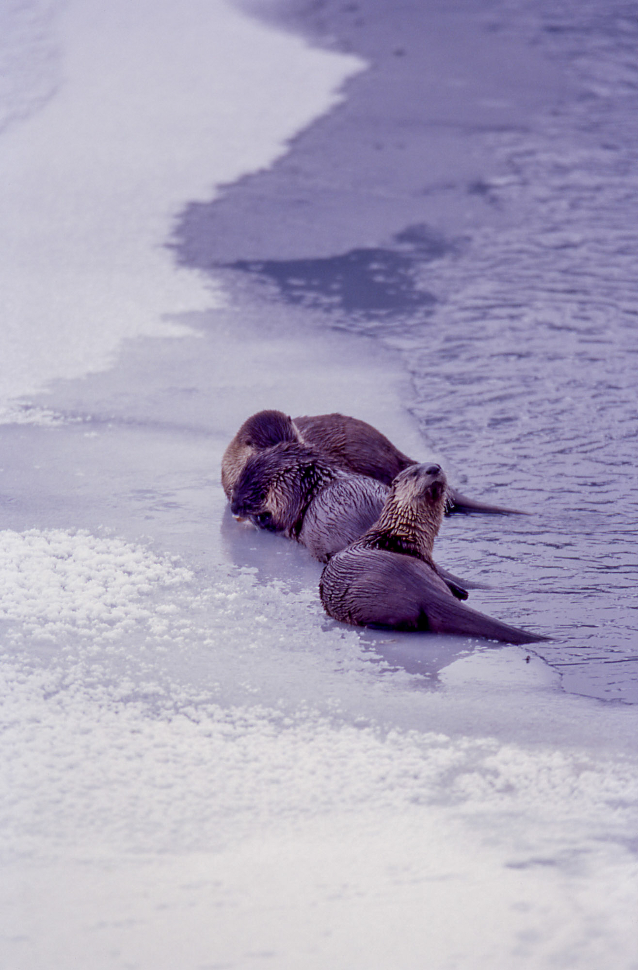 River otter are resting at the very edge of the ice.