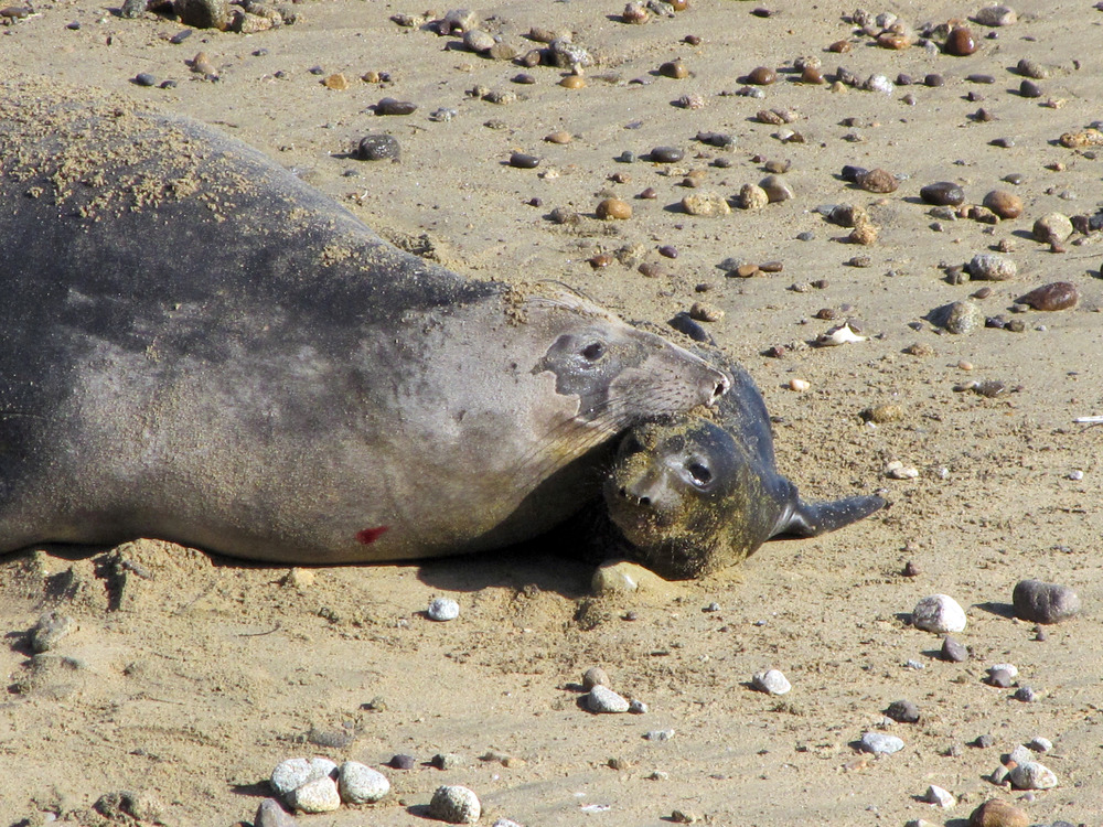Elephant seal mother with her newborn pup