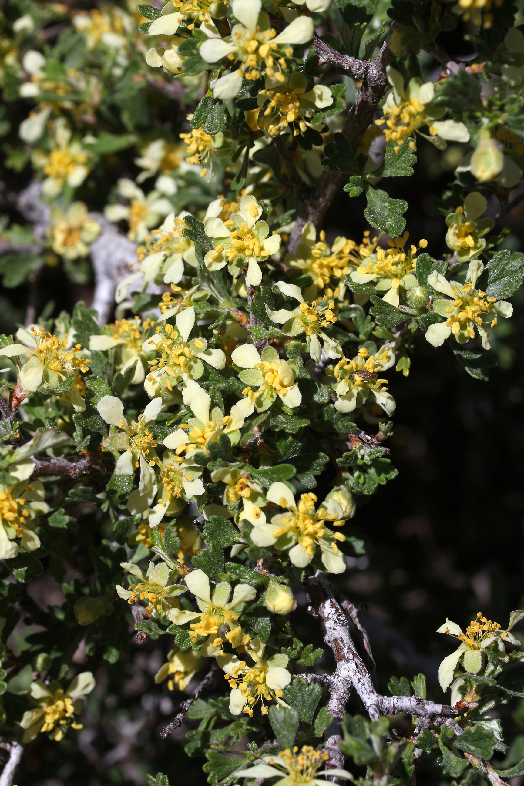 Purshia tridentata, Antelope bitterbrush
