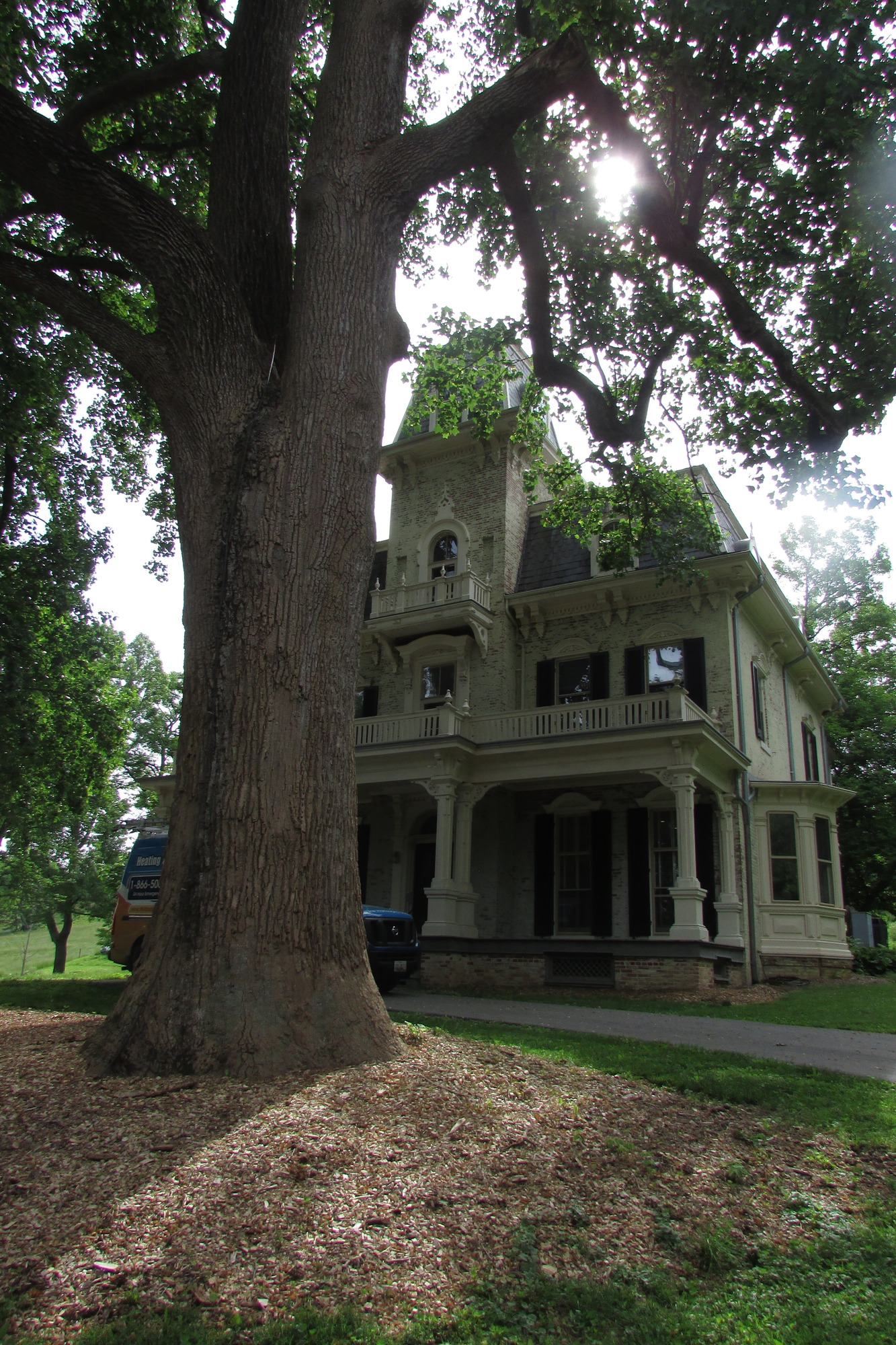 An ornate three-story house with decorative finishing, partly obscured by a tall, leafy tree with mulch around the base.
