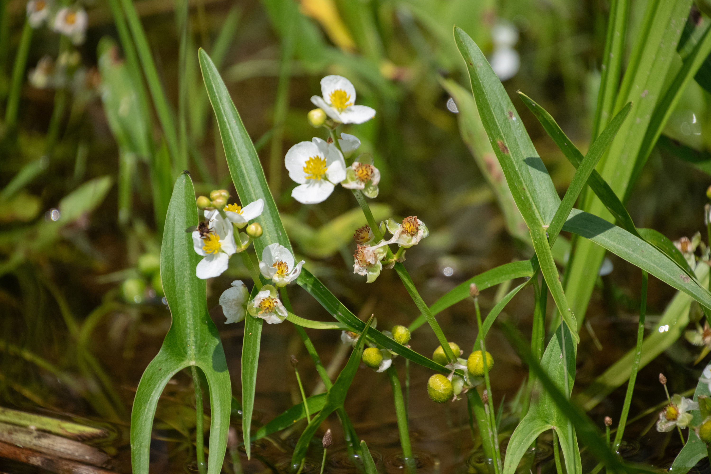 Green plants with white flowers grow out of riverbed 