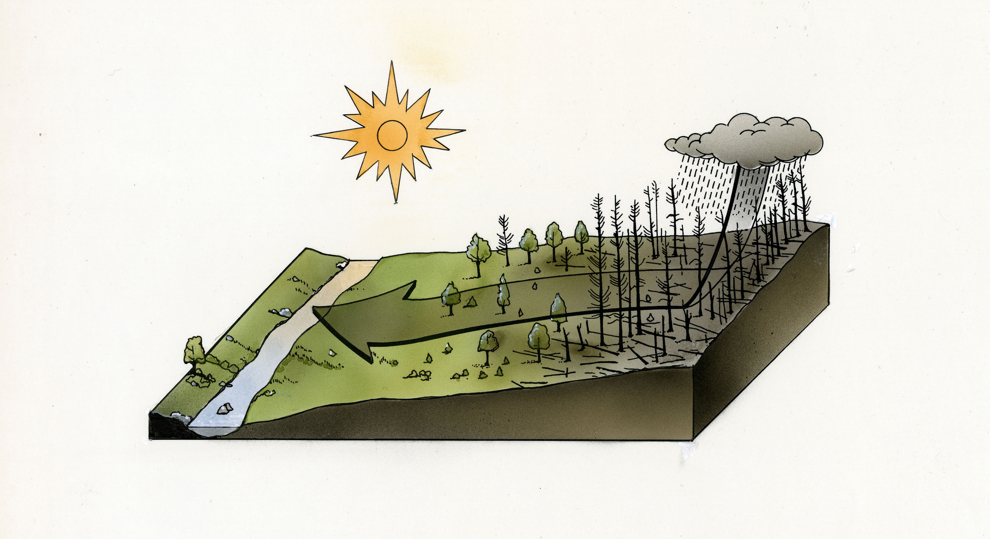 The Role of Fire in the Forest Nutrient Cycle: diagram shows how forest fires recycle nutrients back into the soil regime and open up the forest canopy to increase solar input