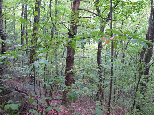 GRSM Accuracy Assessment. Plot Code: GRSM_AA_0519_4