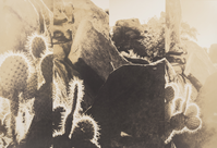 A collage of four images of cacti and rocks in sepia tone 