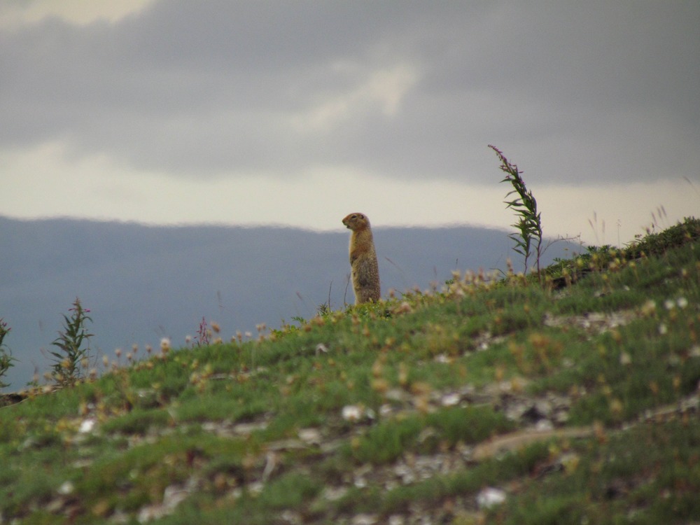 Arctic Ground Squirrel