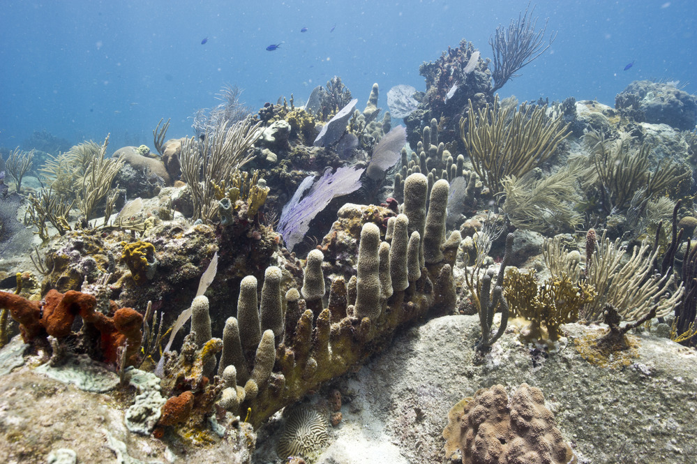 Soft and Hard Corals in the Coral Reef National Monument