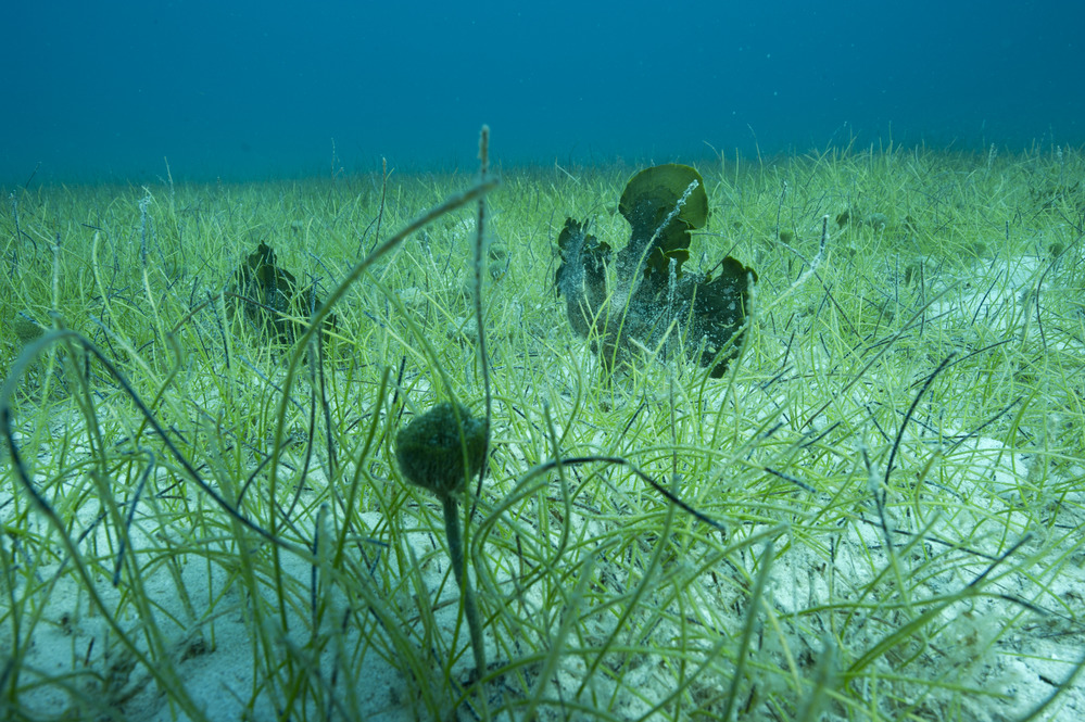 Seagrass Beds